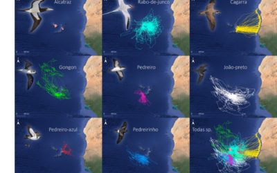 Onde se alimentam as aves marinhas de Cabo Verde?