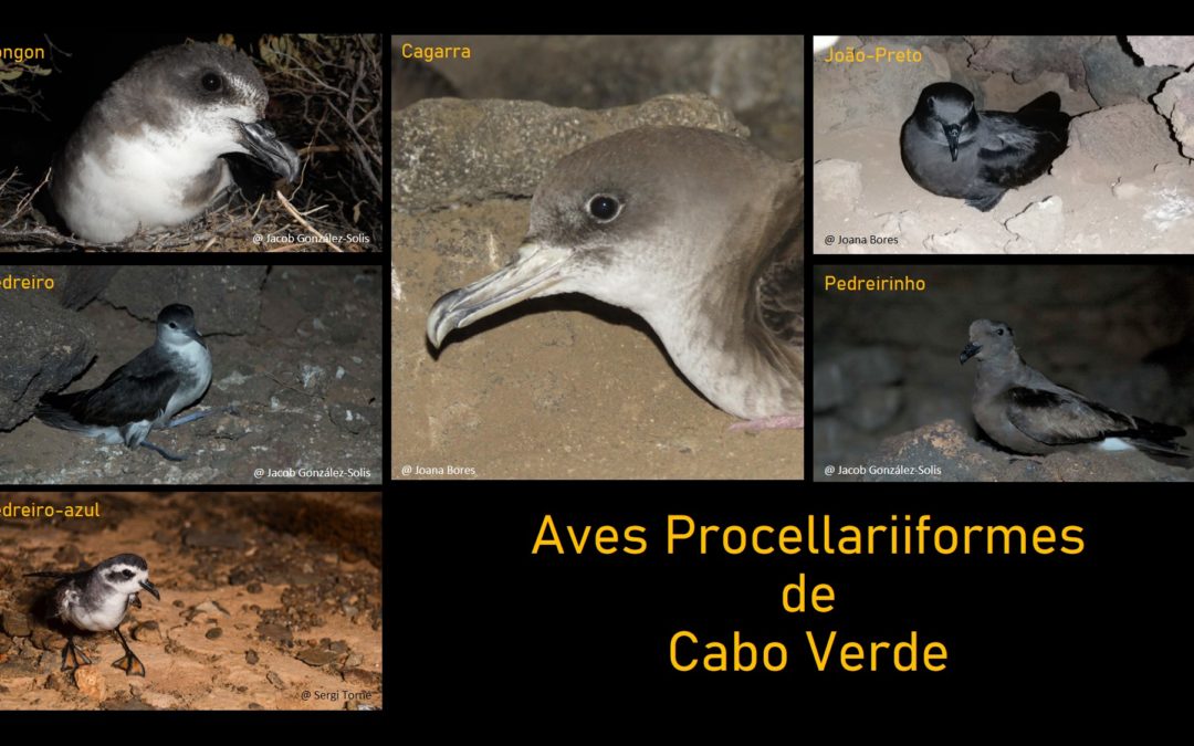 Aves marinhas da ordem Procellariiformes – um estilo de vida curioso – Parte 1